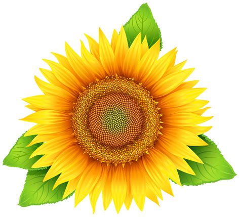 sunflower vector illustration|free sunflower clip art image.